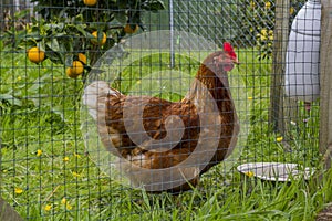 Free range chicken in the backyard photo