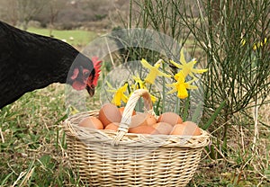 free range chicken and basket full of eggs