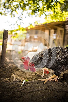 Free range chicken coop, aviary