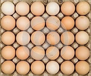 Free range chicken eggs in egg tray