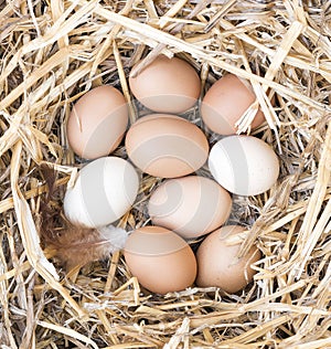 Free Range Chicken Eggs in Nest.