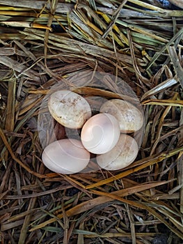 free-range chicken eggs in the straw nest