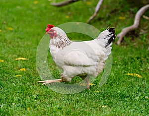 Free Range Chicken on a Farm