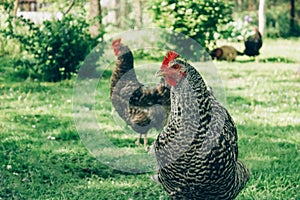 Free range chicken farm - chickens roam freely outdoors. Commercial organic free-range and pastured poultry production