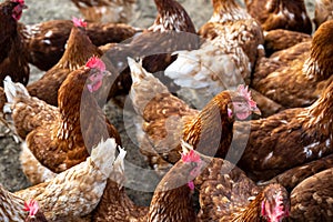 Free range chicken on farmyard.