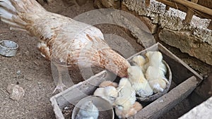 A free-range chicken feeding its chicks