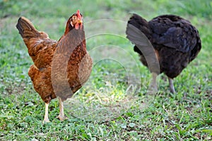 Free range chicken gathering, on grass