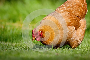 Free range chicken in green grass