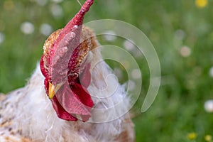 Free range chicken, happily roaming and pecking in a field. Farm life, italian country house