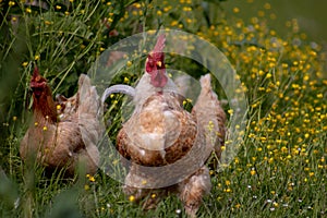 Free range chicken, happily roaming and pecking in a field. Farm life, italian country house
