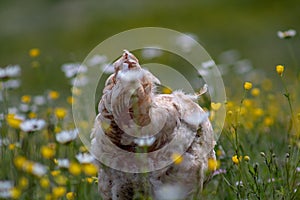 Free range chicken, happily roaming and pecking in a field. Farm life, italian country house