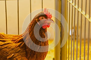 Free range chicken look at camera