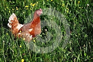 A free range chicken in the meadow