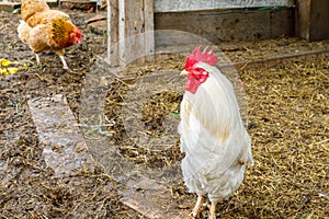 Free range chicken on organic animal farm freely grazing in yard on ranch background. Hen chickens graze on natural eco