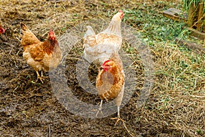 Free range chicken on organic animal farm freely grazing in yard on ranch background. Hen chickens graze on natural eco