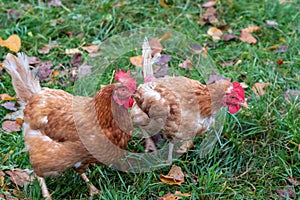 Free range chicken on organic farm were mistreated in stock breeding and are sick with diseases and loose feathers after scratches