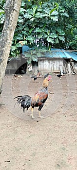 free-range chicken or rooster. reared in rural areas by Indonesian people.