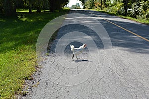 A free range chicken walking across a road