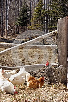 Free Range Chickens