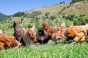 Free range chickens photo