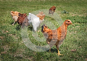 Free Range Chickens