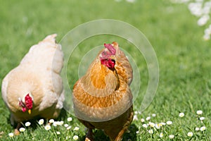 Free range chickens