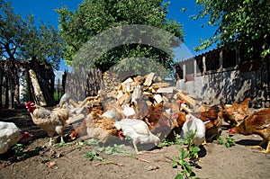 Free range chickens