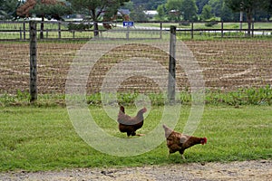Free Range Chickens  807539