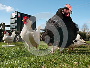 Free Range Chickens