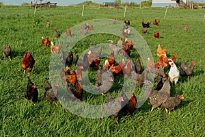 Free range chickens photo