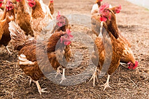 Free-Range Chickens in Barnyard Pasture