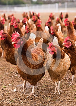 Free-Range Chickens in Barnyard Pasture