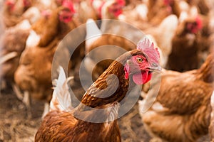 Free-Range Chickens in Barnyard Pasture