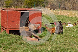 Free range chickens and rooster at a local farm