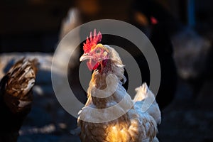 Free Range Chickens at Enjoying the Afternoon