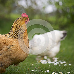 Free range chickens at the farm