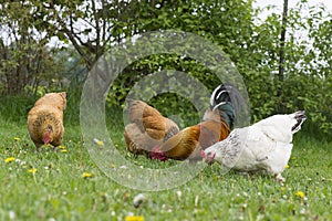 Free range chickens at the farm