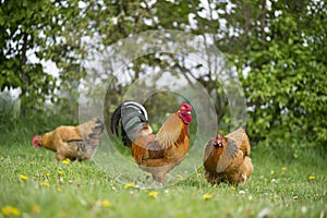 Free range chickens at the farm