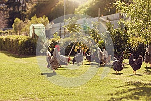 Free range chickens feeding on lush green grass in sunlight