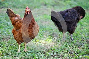 Free range chickens gathering, on the grass