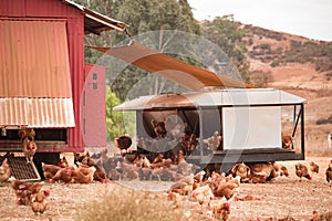 Free range chickens, happy hens laying organic brown eggs on sustainable farm in chicken tractors