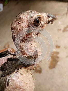 free-range chickens that have few feathers