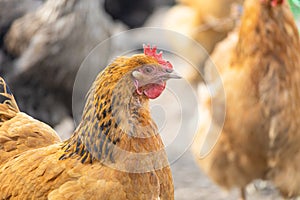 Free-range chickens. Head of a red hen close-up. Brown feathered domestic bird that lays eggs. Rural life on a farm with homemade
