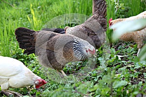 Free Range chickens in an Orchard