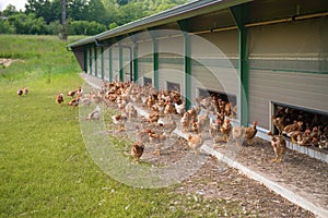 Free range chickens photo