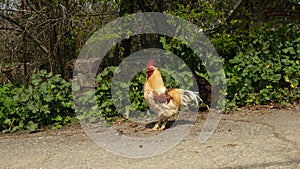 Free Range chickens outdoor at the farm