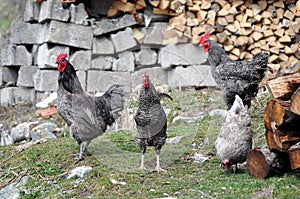 Free range chickens roam the yard on a small farm