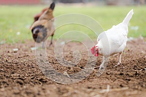 Free Range Chickens Scratching in Dirt