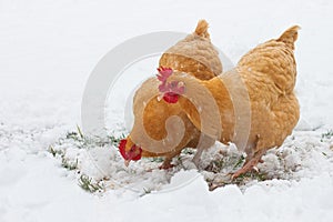 Free range chickens in snow