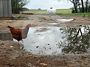 Free range chickens walking around a puddle of water in the yard.